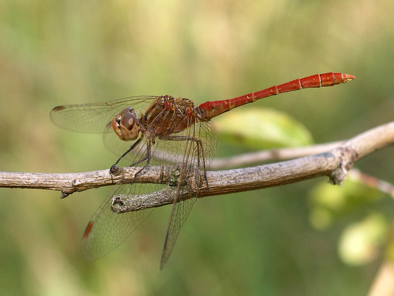 Sympetrum da determinare... S. vulgatum